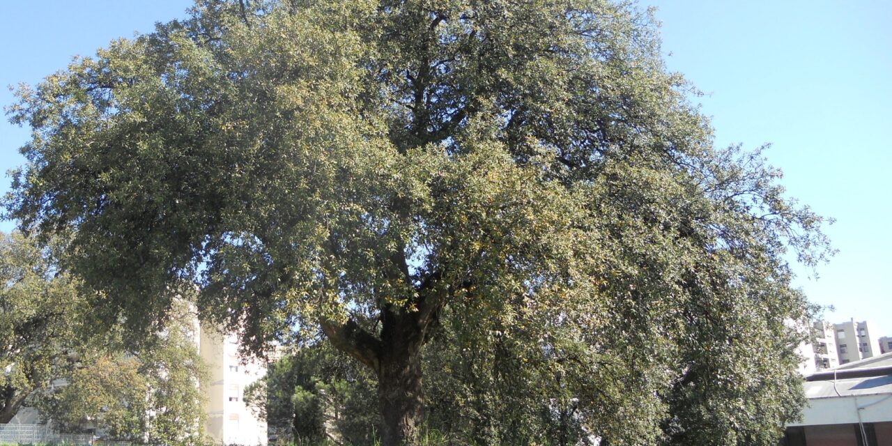 Gli Alberi